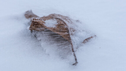 Ein Schneesturm fegt über ein Laubblatt in eisiger Kälte im Winter