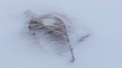 Ein Schneesturm fegt über ein Laubblatt in eisiger Kälte im Winter