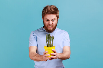 Portrait of aggressive bearded man holding tricky cactus in flower pot in hands and frowning face, expressing negative emotions and anger. Indoor studio shot isolated on blue background.