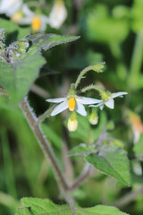 solanum physalifolium plant flower macro photo