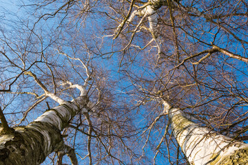 Birch trees with blue sky from below