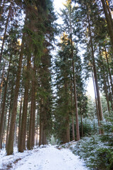 Beautiful sunny spruce forest in winter. Forest road covered in snow and ice. 