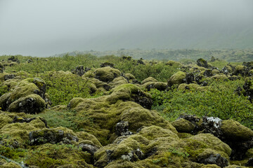Moos überwächst langsam ein altes Lavafeld an der Strasse 380 bei Þorlákshöfn