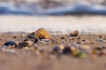 Fototapeta na wymiar Seashell background. Seashell texture. Natural background. Abstract background. Seashell on the beach. Shell. Beautiful background.