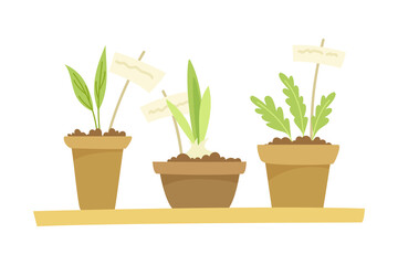 Gardening with Seedling in Pots as Plant Cultivation and Agriculture Vector Illustration