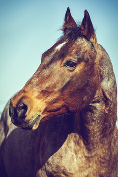 American Quarter Horse Portrait
