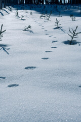 Animal tracks in deep snow in forest