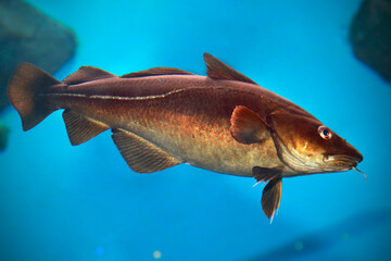 Gadus morhua, Atlantic Cod, close up. Ocean deepwater fish.