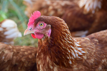 Close up of a brown domestic chicken standing in the pasture among other chickens and looking to the side. The yellow eyes shine.