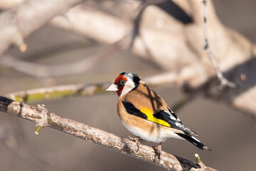 Goldfinch, Carduelis carduelis, perched on wooden perch with blurred natural background