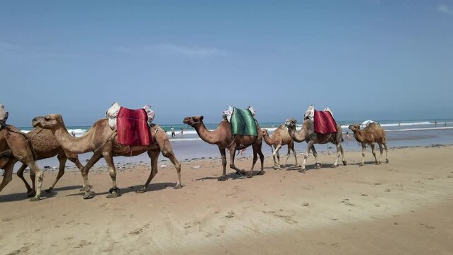 Camel caravan on the beach