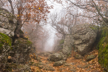 A large stone looks like a man head on a path in the autumn forest