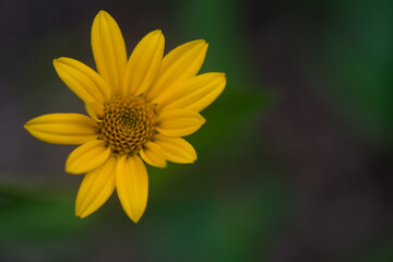 yellow flower in the garden