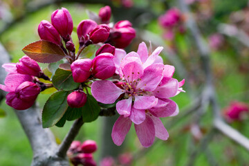 Fototapeta premium Malus profusion - crabapple pink flowers closeup. Blooming crabapples crab apples, crabtrees or wild apples