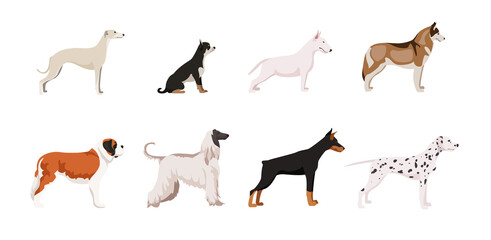 Obraz premium Set of beautiful dogs on white background. Vector italian greyhound, chihuahua, bull terrier, siberian husky, saint bernard, afghan hound, doberman and dalmatian in cartoon style.