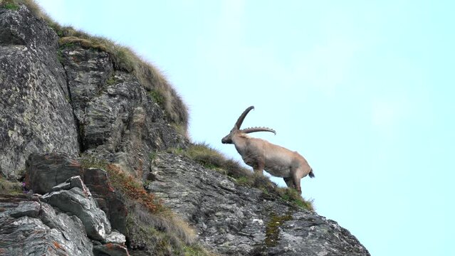 Ibex portrait. Switzerland wildlife. Ibex, Capra ibex, horned alpine animal, close-up detail portrait, animal in the stone nature habitat, Alps. Blue sky, wildlife nature.