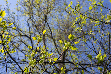 Fototapeta premium Close up of the leaves of Liriodendron tulipifera known as the tulip tree, American tulip tree, tulipwood, tuliptree