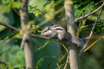 A beautiful Indian palm squirrel is perched on the moringa oleifera tree, also known as Funambulus palmarum. Selective focus.
