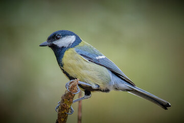 Obraz premium black capped kingfisher