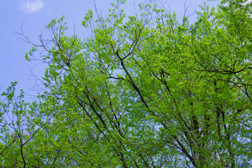 Fresh green spring leaves of an american chestnut tree, selective focus - Castanea dentata