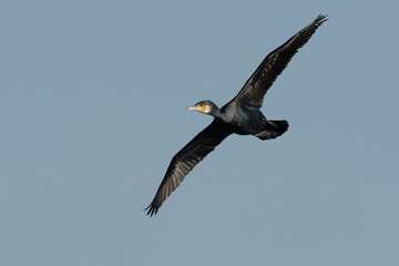 Obraz premium Great Cormorant (Phalacrocorax carbo) flying