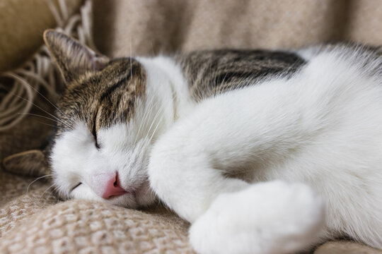 Cute young domestic cat sleeps relaxed and happy on soft cozy throw on bed. Happy relaxed or lazy sleeping cats concept. Close up, selective focus, copy space