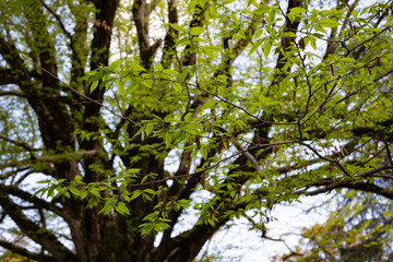 Fresh green spring leaves of an american chestnut tree, selective focus - Castanea dentata