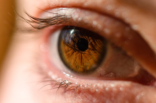 Macro photo of woman brown eye. Human eye close-up detail with shallow depth of field