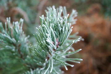 Naklejka na ściany i meble Close up of frost on pine tree needles