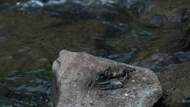 Crayfish on the stone in the river water, animal in the habitat. Astacus astacus, European noble crayfish from Brdy in Czech Republic, Europe. Crustacean in stream, wildlife nature.