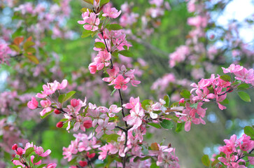 Wild cherry pink flowers blooming on the trees in the city park.Close up photo