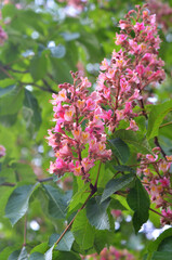 Blooming red chestnut trees in spring time.Ukraine, city park. Nature background