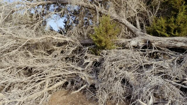 Abstract dry dead Thuja tree, indigenous in Morocco. Used for traditional wood carving crafting artifacts, furniture, and Moroccan interior design. Concept of drought, natural disasters, climate chang