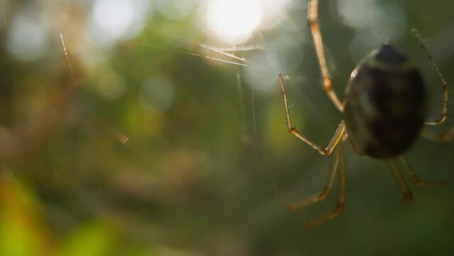 Patient spider waits for flies hanging on web trap waving on blurry background slow motion. Probe lens shot of fauna macro view bokeh effect