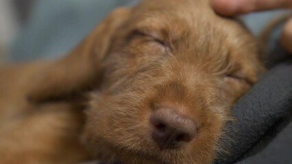 Close-up of sleeping Vizsla puppy dog being petted on its head