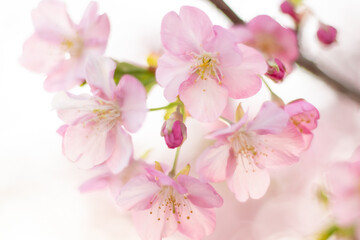 Naklejka na ściany i meble 桜(Sakura)