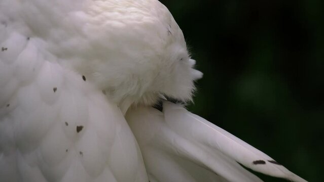 Polar owl looks into the camera
