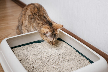 Domestic cat sniffs bulk litter in a plastic box. - 487331488