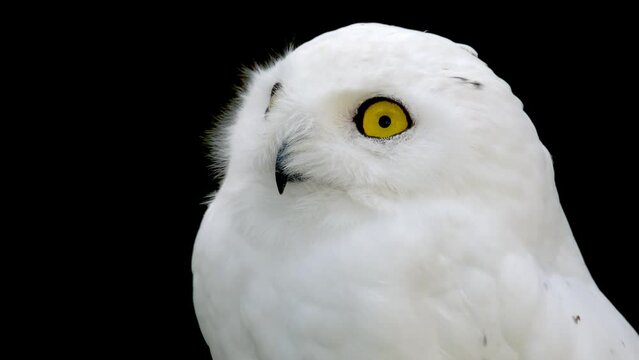 Portrait of a young snow owl