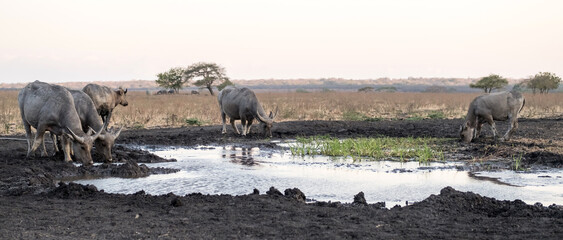 Fototapeta premium Wild bulls by watering place drinking swamp water in dry savanna. The Banteng, also known as tembadau- Southeast Asia cattle species.
