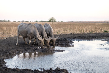 Wild bulls by watering place drinking swamp water in dry savanna. The Banteng, also known as tembadau- Southeast Asia cattle species.