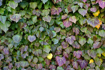 Green ivy on the wall. Natural texture.