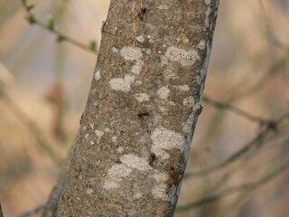 Fototapeta premium Red wood ant or southern wood ant ( Formica rufa ) on a tree on the natural background. Selective focus. Macro.