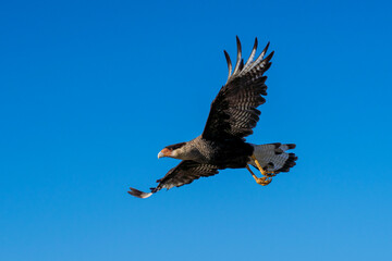 Fototapeta premium A Southern Crested-Caracara in Flight against a Clear Blue Sky