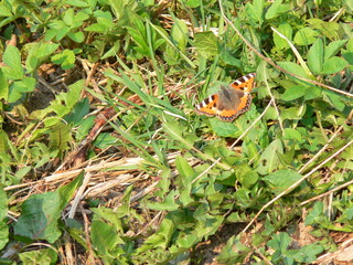 colorful monarch butterfly on young green leaves on a blue sky background