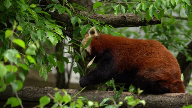 Panda lying on the tree with green leaves. Ailurus fulgens, red panda, detail face portrait of animal from China. Wildlife scene from Asian forest. Beautiful animal in the habitat, Asia.