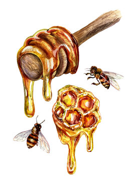 Watercolor Illustration of Honeycomb and Golden Honey Pouring from Wooden Dipper Isolated on White.