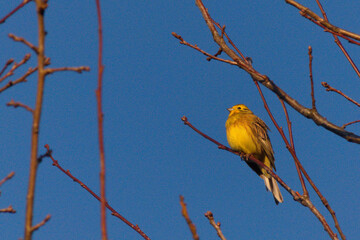 Yellow bird sitting on a branch.