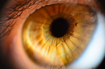 Macro photo of human eye. Human eye close-up detail with shallow depth of field