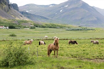 Fototapeta na wymiar Islandpferde auf einer Koppel nahe Borgarnes
